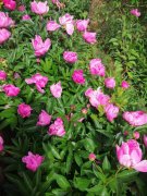 公告：訂藥材的，訂種苗的，抓緊了